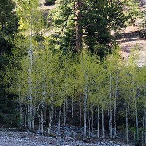 Meet your Posher, Maddison